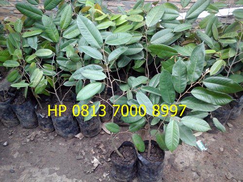 bibit sawit karet dan aren jual bibit durian unggul bibit sawit karet dan aren jual bibit durian unggul