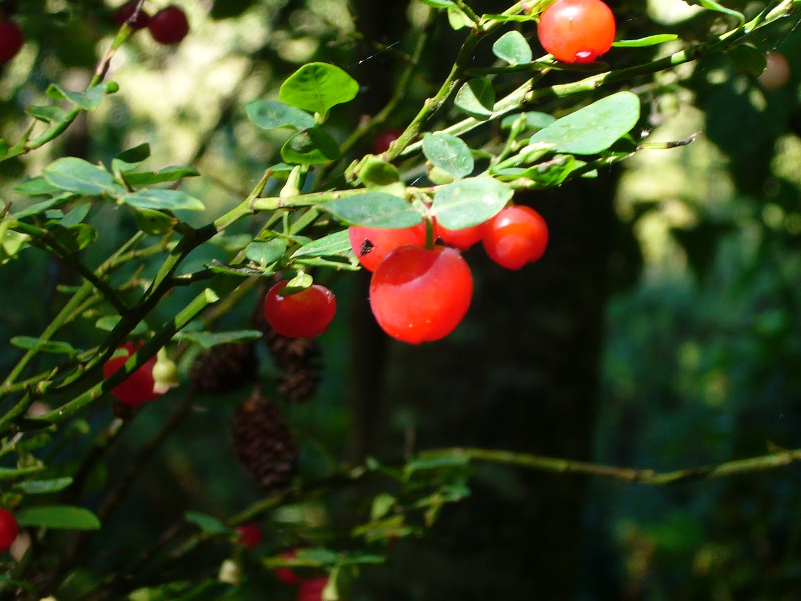 Pacific Nw Travels And Tails Wild Edible Berries Of The Pacific Northwest Wild Edibles Wild Berry Edible