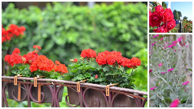 [Image: sac-hoa-mua-he-chau-au-3.jpg]