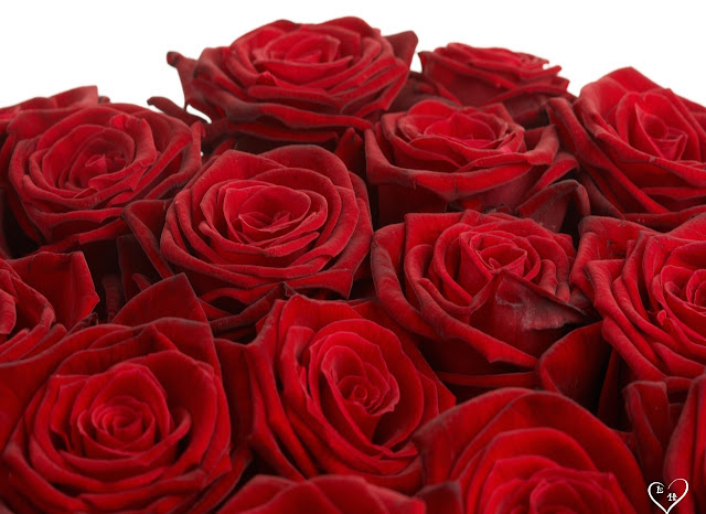 Red Roses Pictures