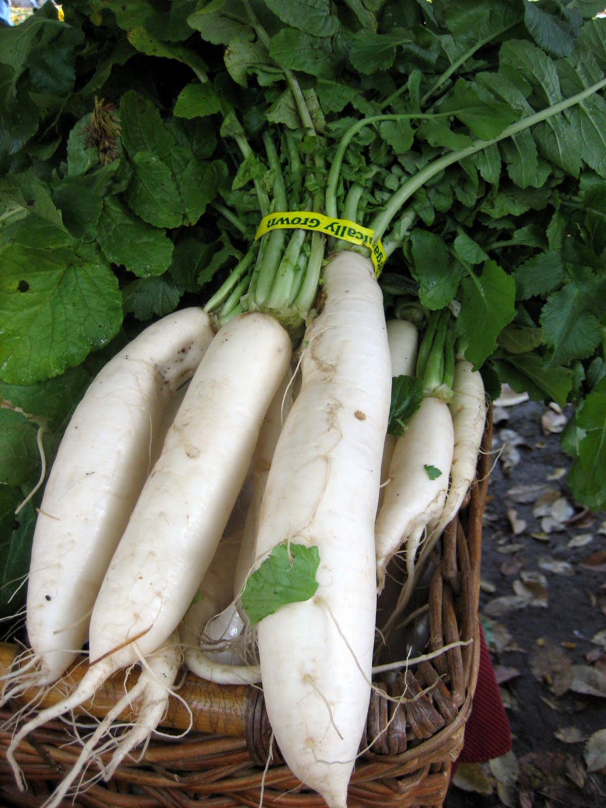We love Our Bangladesh Radish (Mula) is a winter vegetables in Bangladesh