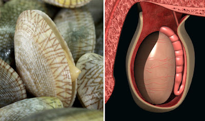 Foods That Resemble The Body Parts They Benefit - funny fail picture dump Foods That Resemble The Body Parts They Benefit - funny and hot pictures