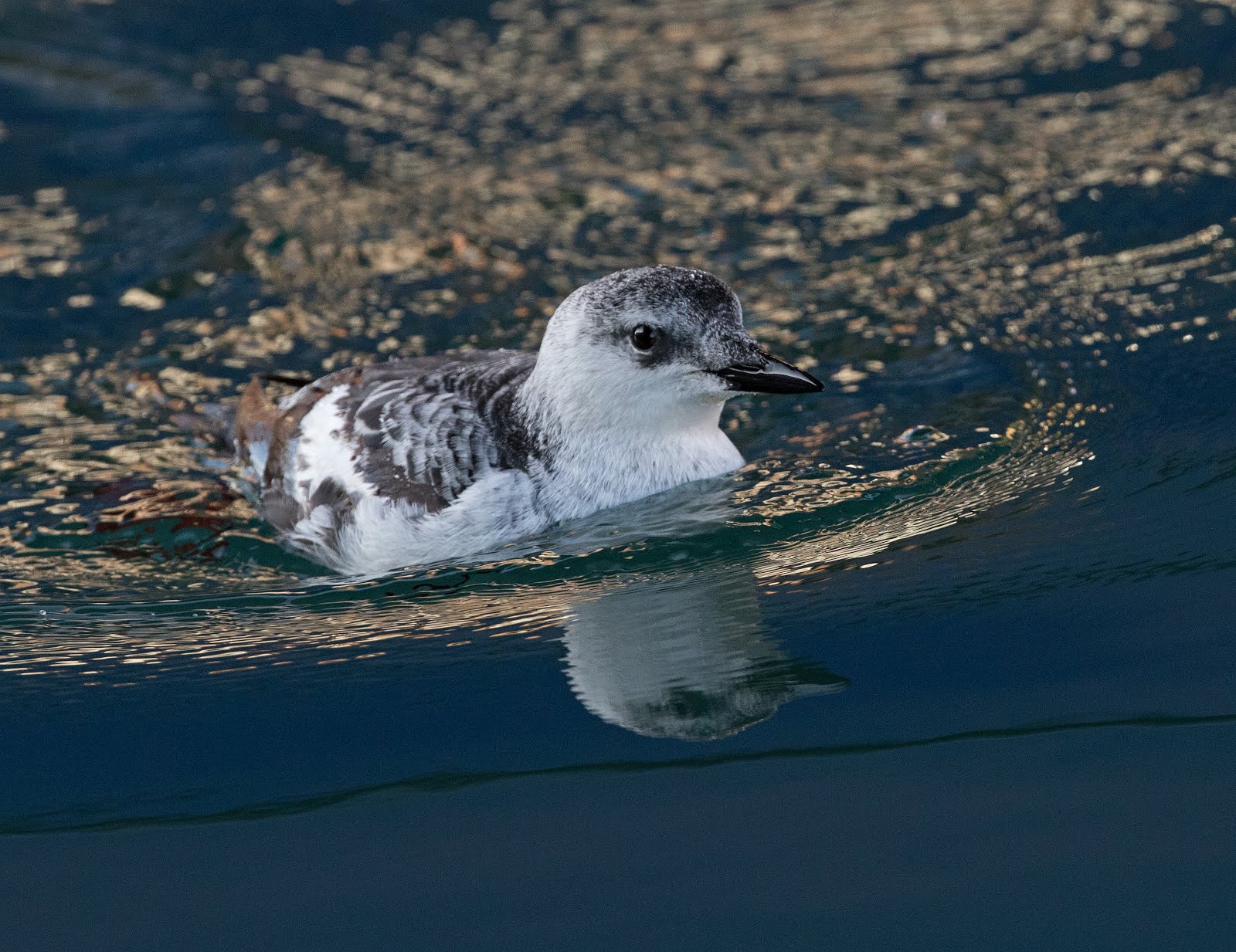 Black Guillemot