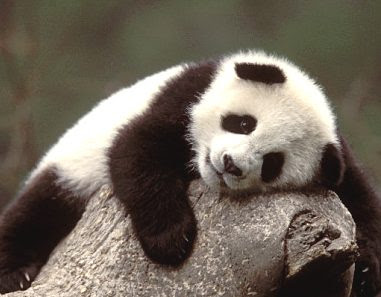 panda+tired+sleepy+laying+on+rock+cute+panda+bear.jpg