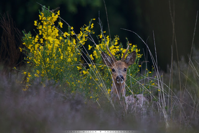 Ree tussen bloeiende Brem - Roe Deer between flowering Broom - Capreolus capreolus