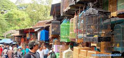 Pasar Burung Splendid Malang