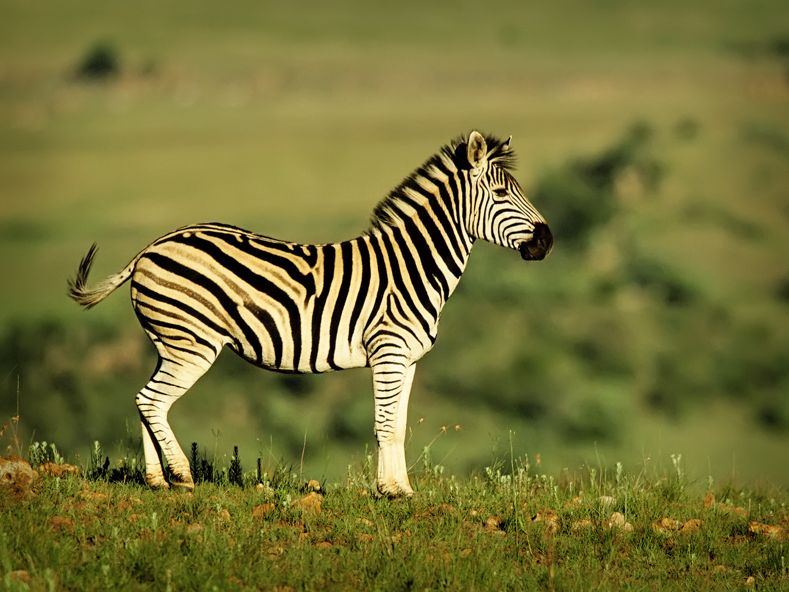 http://4.bp.blogspot.com/-pEi7R3LLCCE/UM9STHO7JBI/AAAAAAAACnk/47ynzYZSDJY/s1600/young-zebra-wall-inkbluesky.png