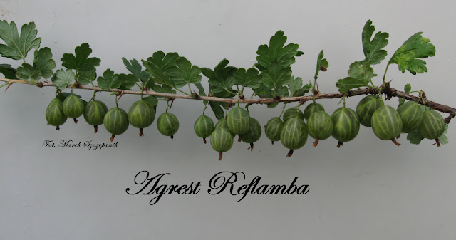 Agrest Reflamba