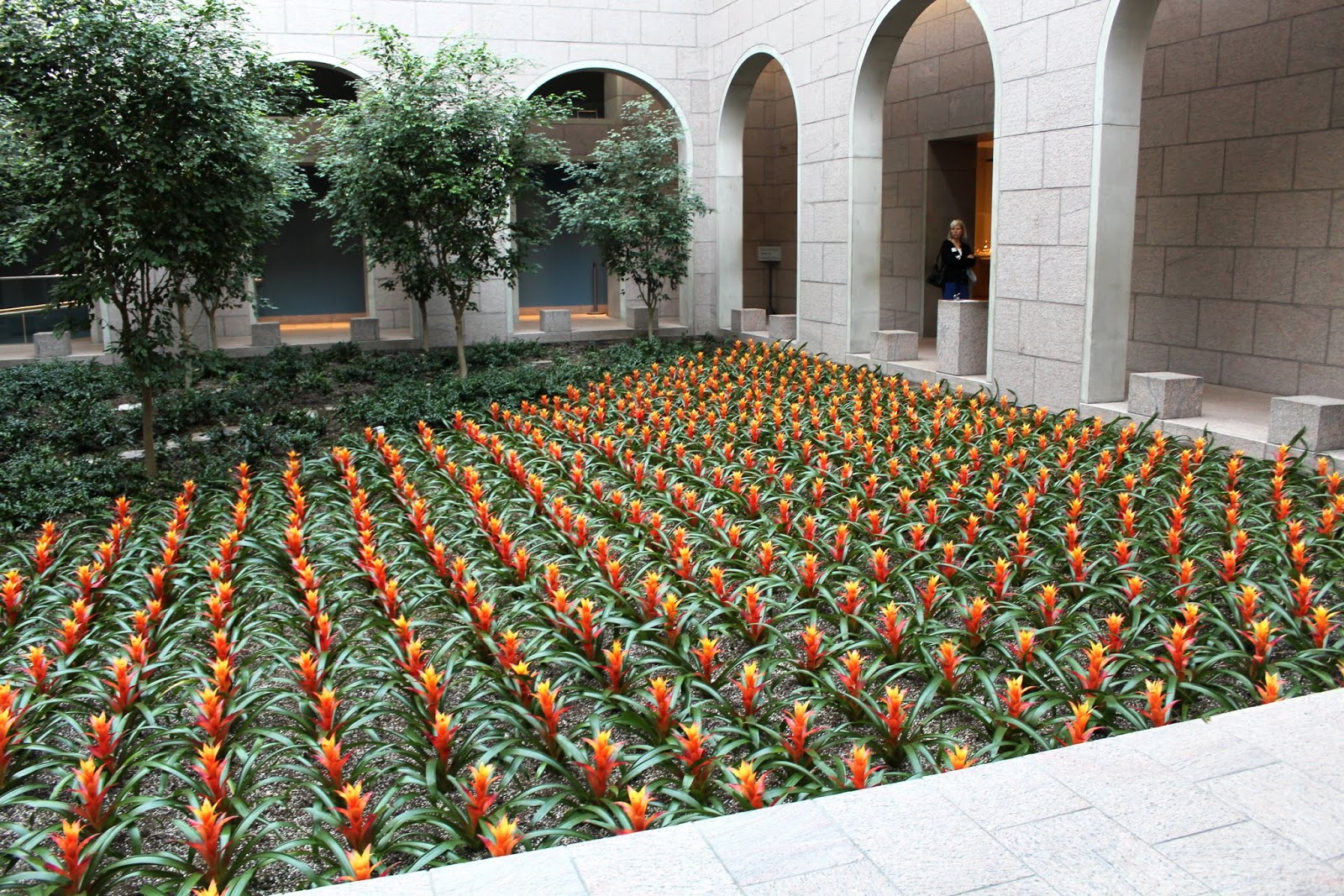 Seasonal colours in a sea of bromeliads Seasonal colours in a sea of bromeliads