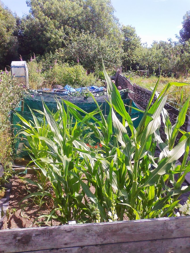 Allotment at Native Oak