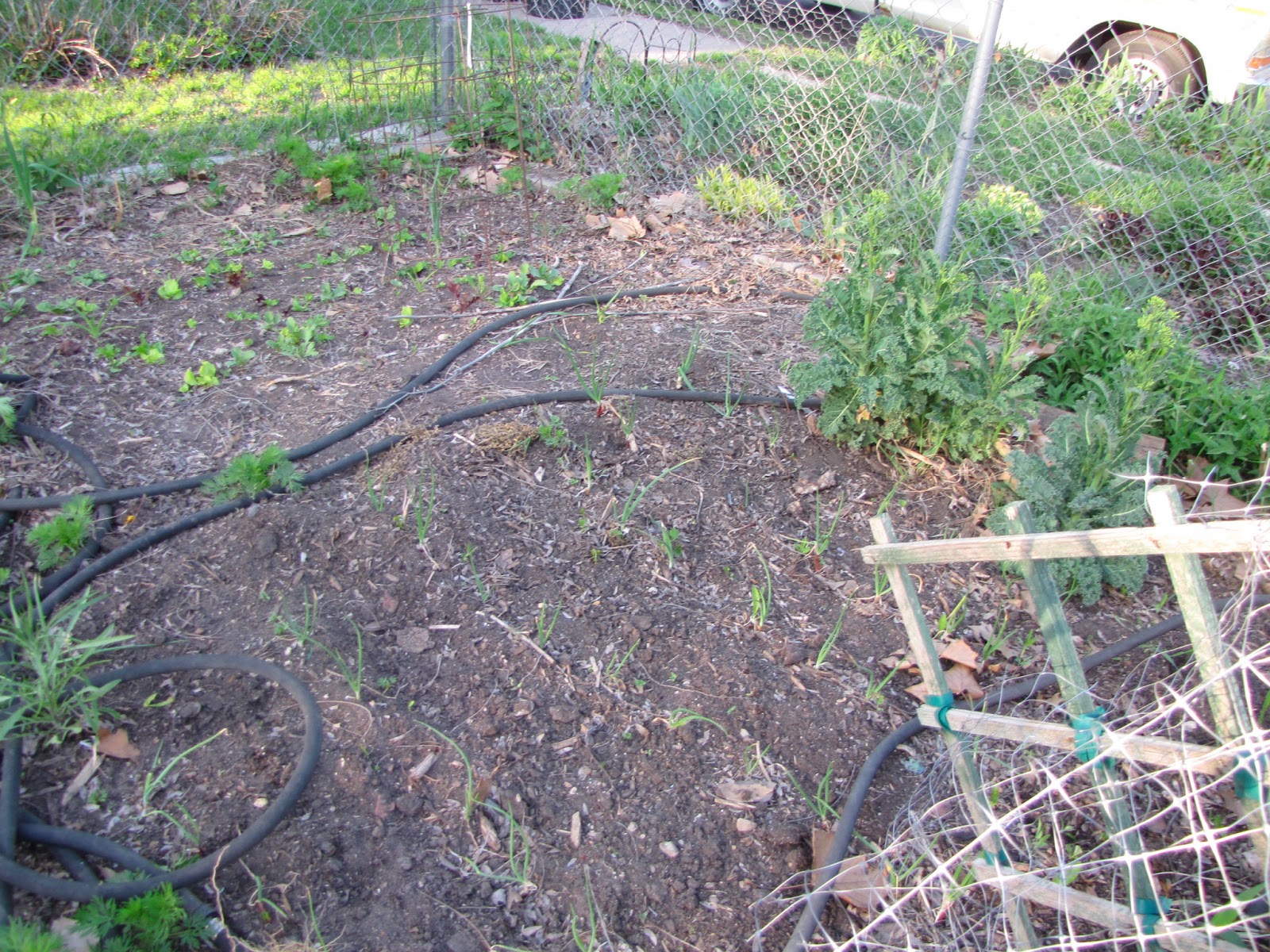 A Corner Garden Vegetable Garden