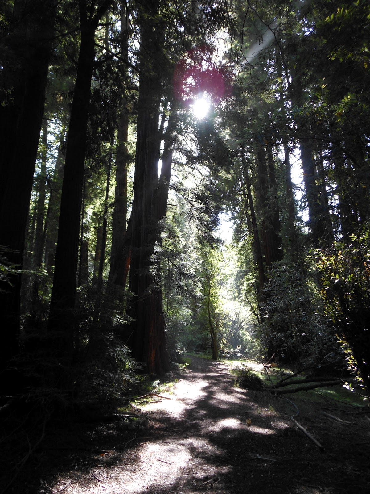 The Cyclone Edition Muir Woods National Monument Review