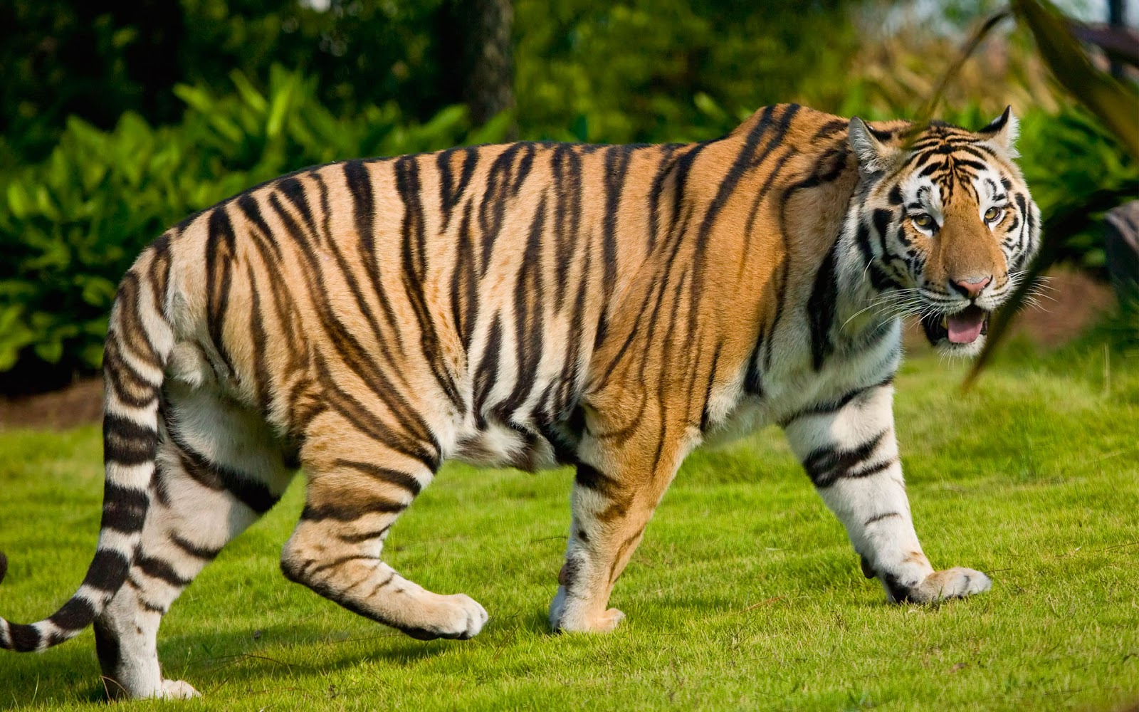 What facts contribute to tigers being an endangered species?