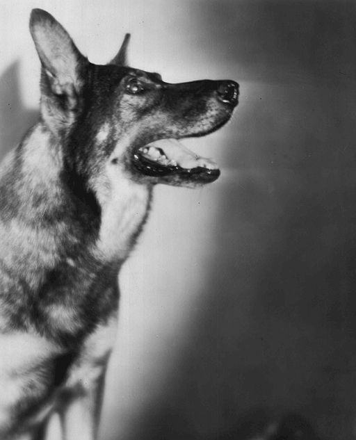 The Silent Film Career of Rin Tin Tin