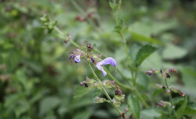 Meadow Sage Flowers