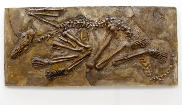 Dragon Fossils