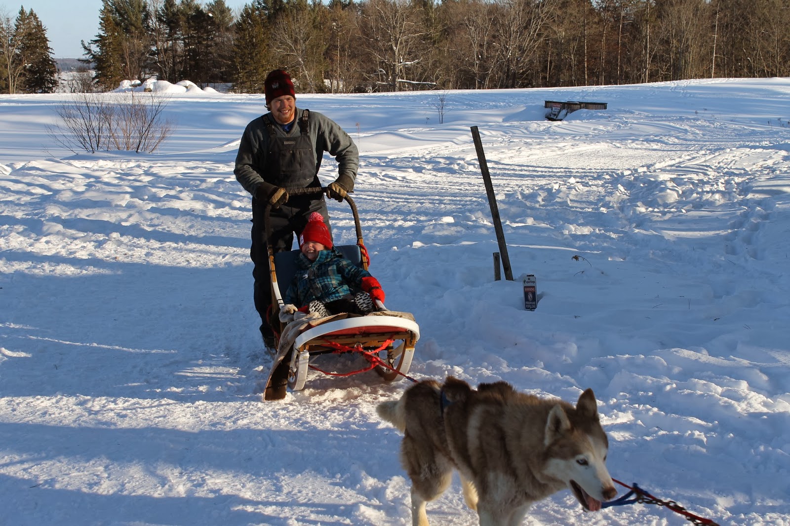 Winterdance Dogsledding jw marriott muskoka