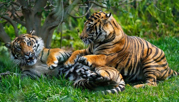 Harga Kandang Harimau Sumatera Ini Rp 225 Miliar http://dangstars.blogspot.com/2014/06/harga-kandang-harimau-sumatera-ini-rp-225-milliar.html