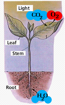Plants Excretory System