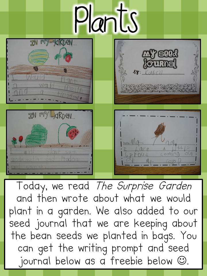 Germination of seeds for grade 5 picture