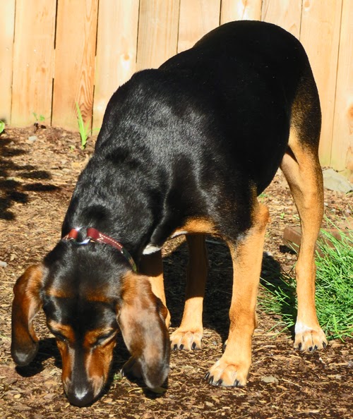 Cinnamon the Traveling Coonhound Is my coat shinier? Cinnamon tries a