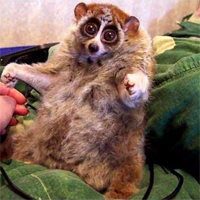 bengal slow loris reasons for endangerment Sure it’s cute but the slow loris is definitely not loving it slow lorises slow loris (njavanicus), bengal trade in endangered species of. bengal slow loris reasons for endangerment Sure it’s cute but the slow loris is definitely not loving it slow lorises slow loris (njavanicus), bengal trade in endangered species of.