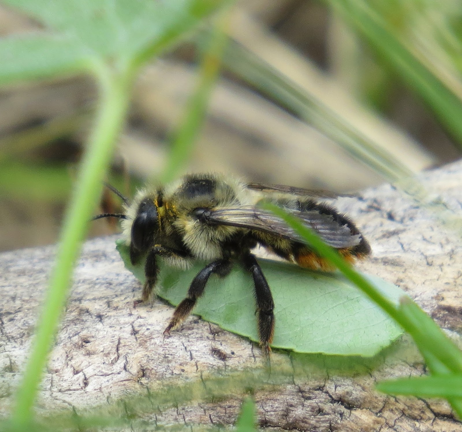 ground dwelling bees