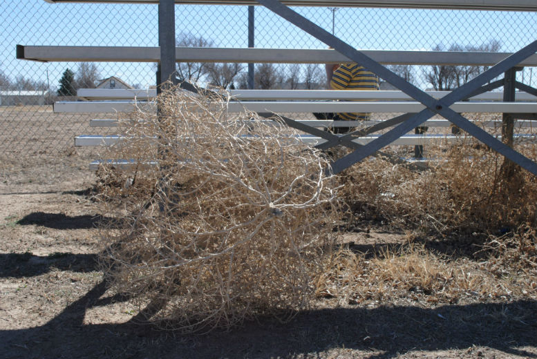 Prairie Mother The Tumbleweed Menace