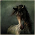 Horses Wallpapers for Windows 8