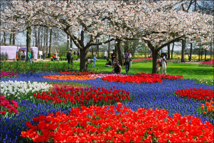 Tulip Garden Seen On www.coolpicturegallery.us Netherland in May Month Seen On www.coolpicturegallery.us