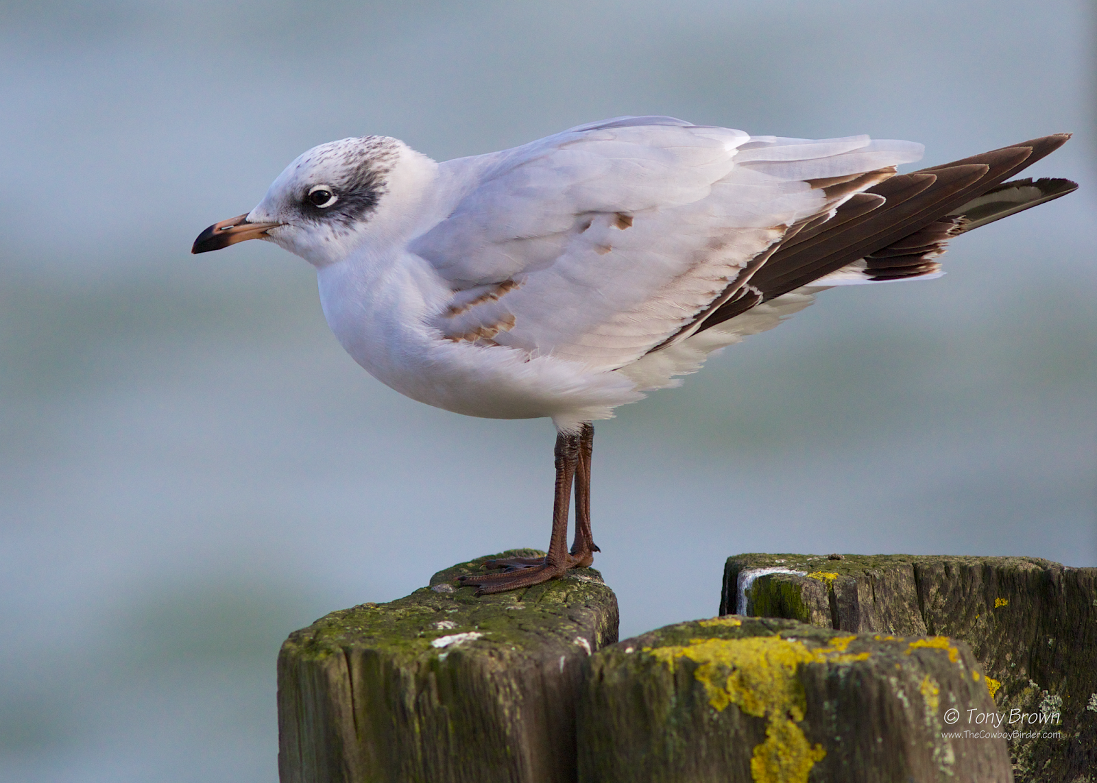 Mediterranean Gull 1st Winter, Southend Pier, Med Gull
