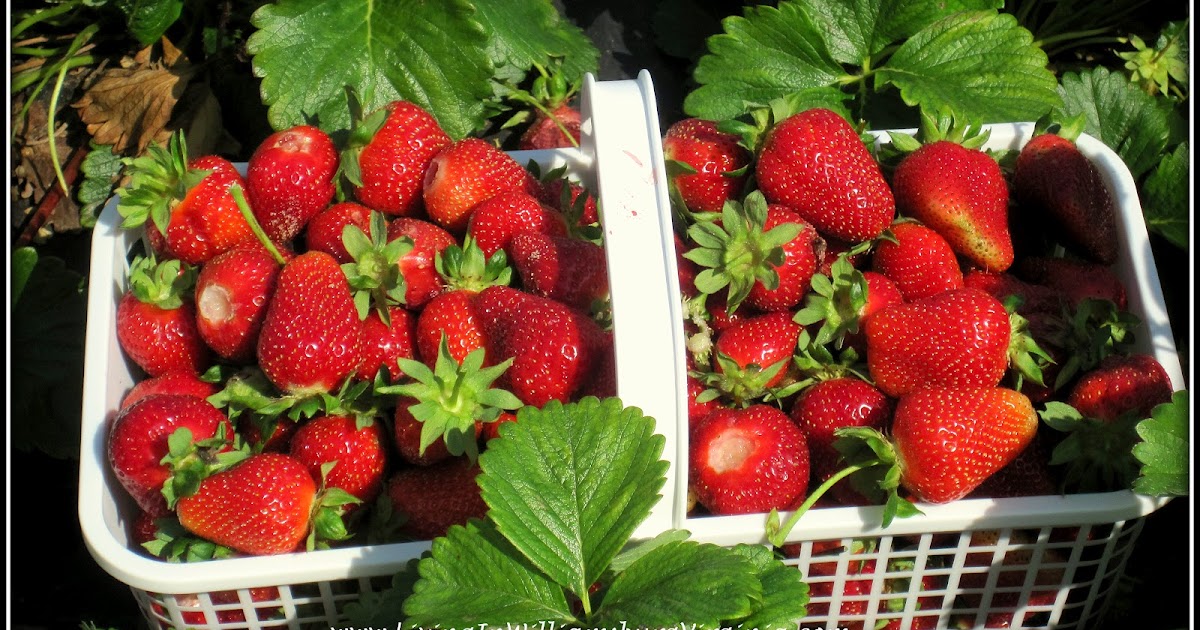 Living In Williamsburg, Virginia Strawberry Picking, College Run Farms