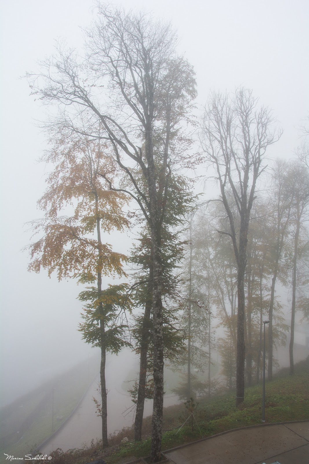 Блог Marina Sokalski (Марины Сокальски) : туманный лес