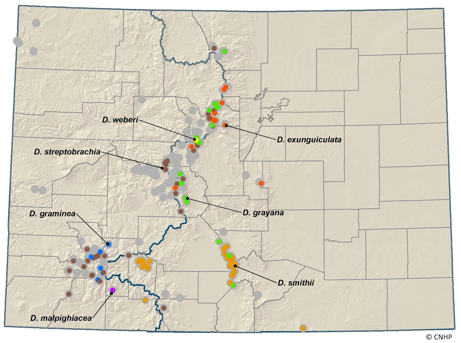 CNHP Blog: Botany A to Z: Draba