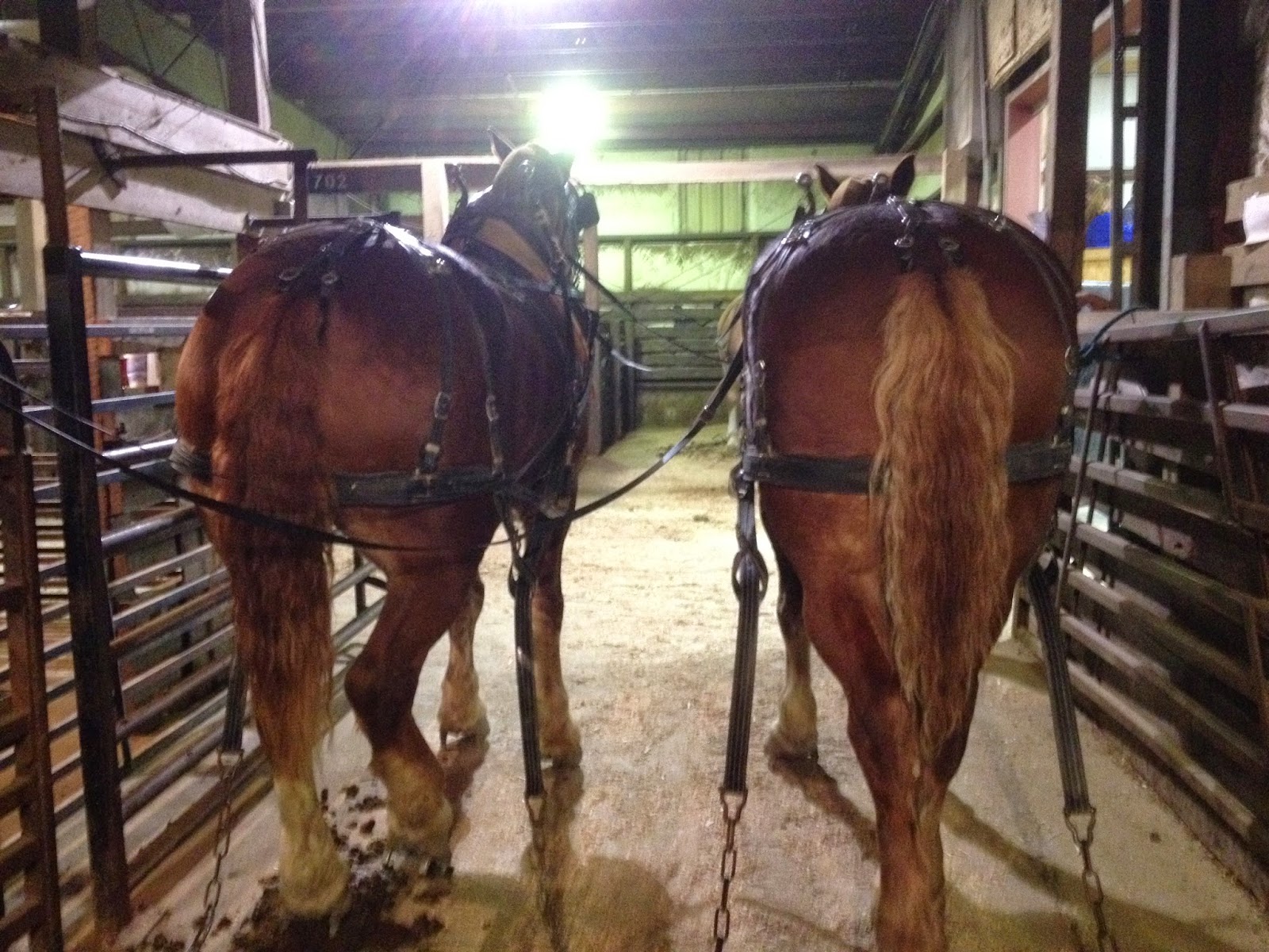 Amish Horses Horse Pull in Photos