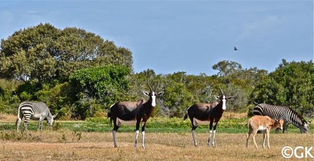 Buntebock und Kap-Bergzebra (Equus zebra zebra)