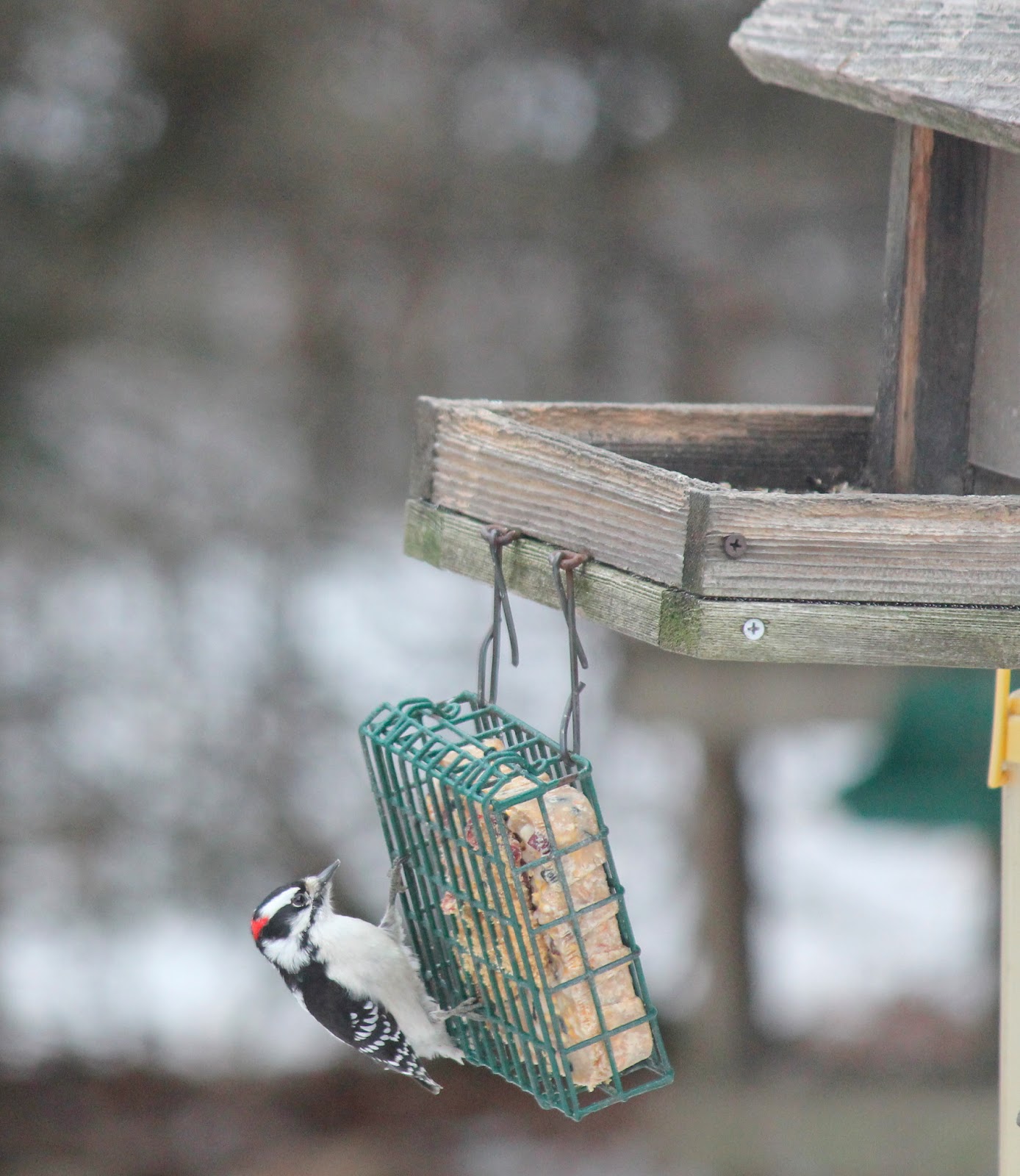 The Cabin Countess Suet Cakes are Popular All Year Long