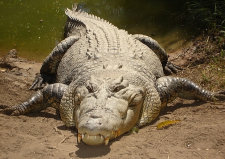 CROCODILO-POROSO (Crocodylus porosus)