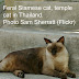 Seal Point Siamese Cat in Thailand