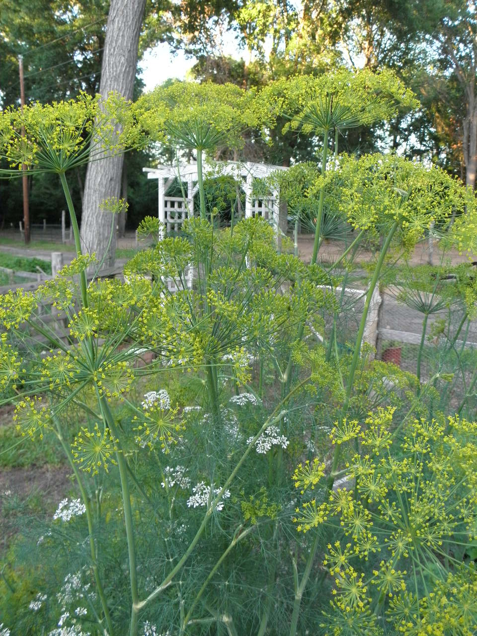 The Farm On Holly's Hill Growing Dill