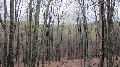 The trees are noticeably greener than one week ago