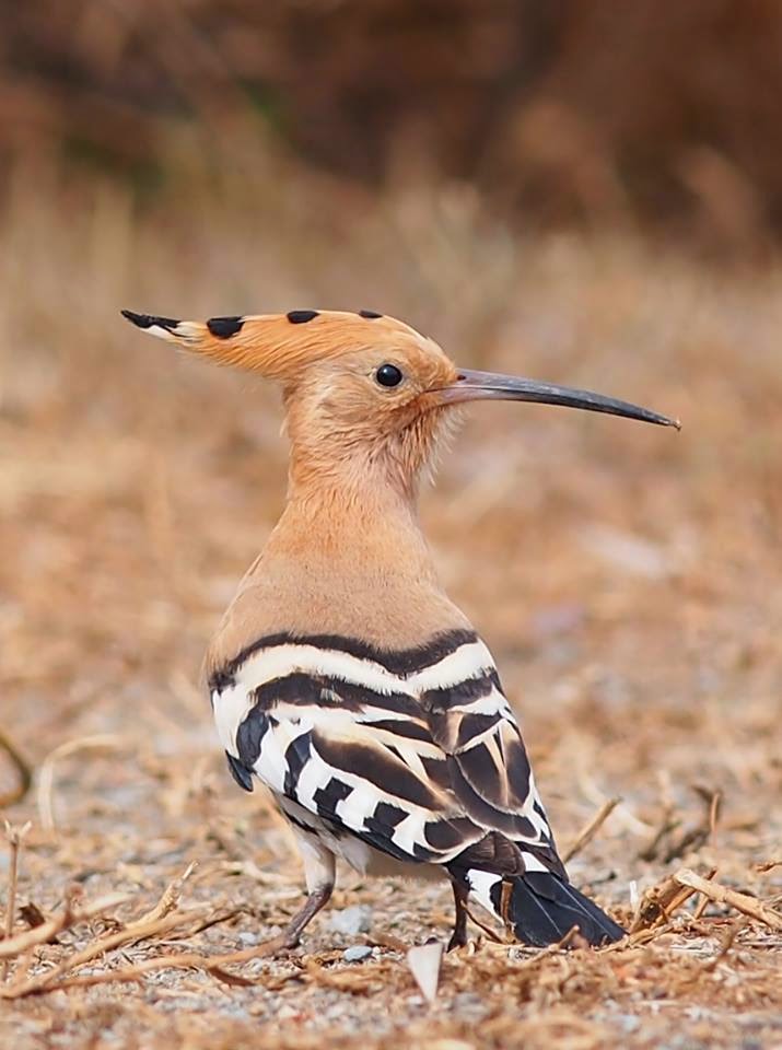 Bird Upupa epops (Hoopoe τσαλαπετεινός) Places of Cyprus