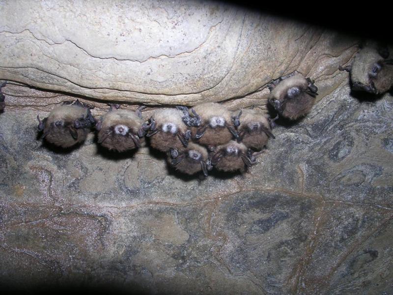 Karst Worlds Death in the bat caves Disease wiping out hibernating bats