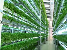 Farming Kenya Hydroponic Farming