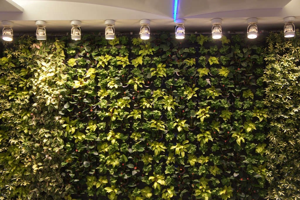 OUR PHILIPPINE TREES The Vertical Green Wall Race