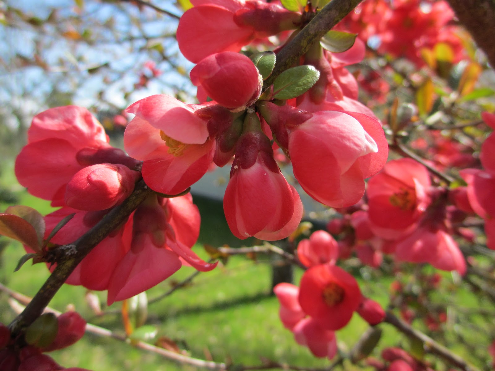 The Well-Watered Garden: Flowering Quince
