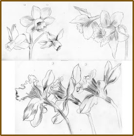 Weekly : Doodles and tuts: How to draw a Narcissus/Daffodil - Method 3