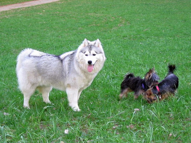 Two Yorkshire terriers and Siberian husky