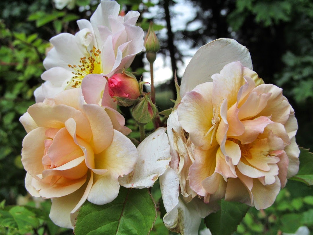 Weeding on the Wild Side Continuous Bloom, Roses, Clematis, June 2, 2014