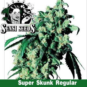 semillas de marihuana baratas, mejor marihuna, skunk semillas de marihuana baratas, mejor marihuna, skunk